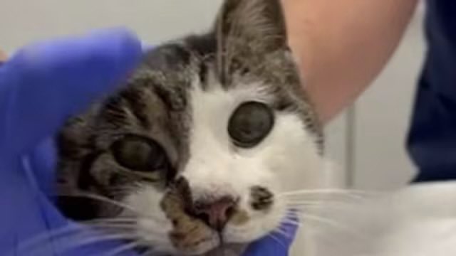 GATTINA STUPRATA A ROMA E LE VIOLENZE SESSUALI DEGLI IMMIGRATI AI DANNI DI CAPRE E GALLINE

La storia della gattina violentata a Roma mi ha colpito profondamente. Le immagini sono devastanti. E no, non è un caso isolato. Ho approfondito... A Pesaro, un paio di anni fa, un 27enne