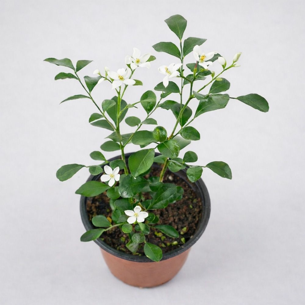 승준옷장 tweet media