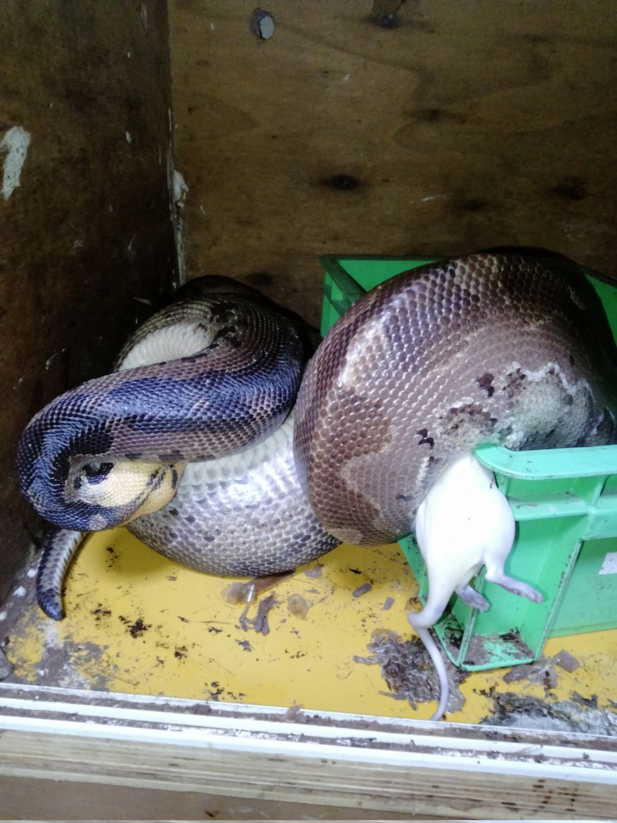 ダイスケ　生き物アカ tweet media