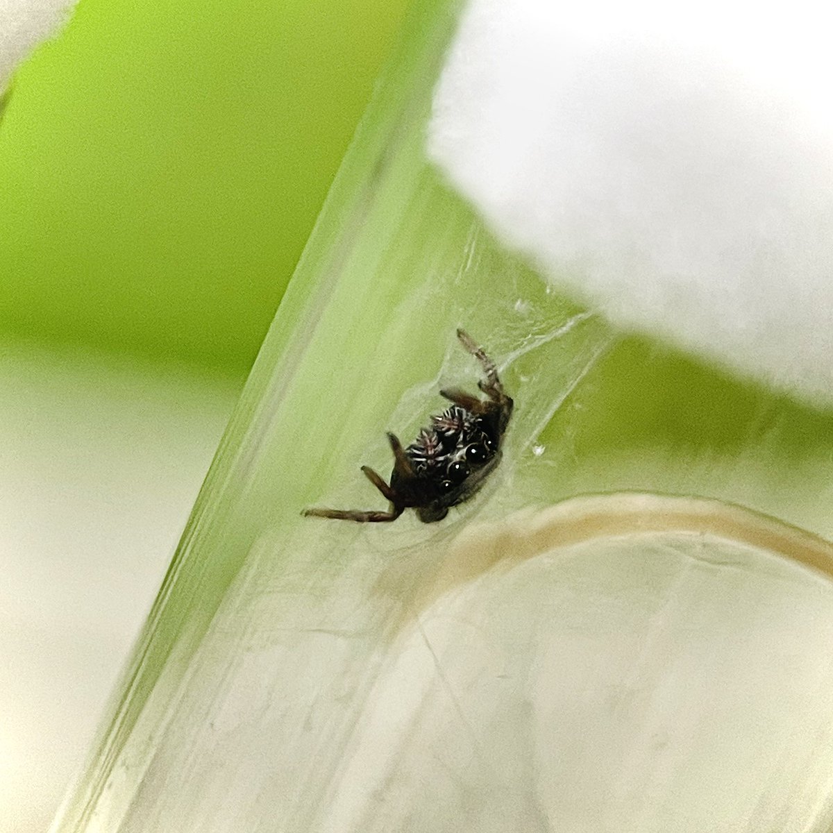 さ吉ꕤ︎︎·͜· tweet media