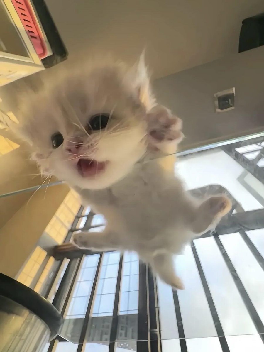 Cat 🐈 tweet media