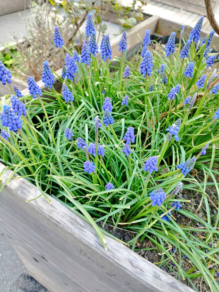 juls on caffeine tweet media