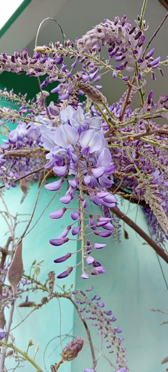 ✨🍓alesstar ✨🍓 tweet media