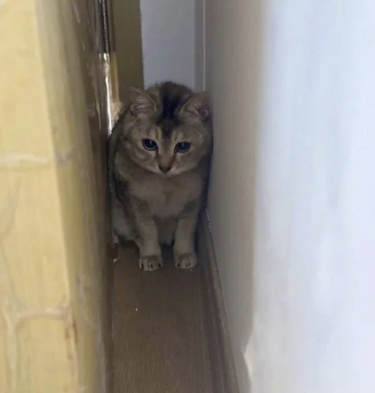 femcellord tweet media