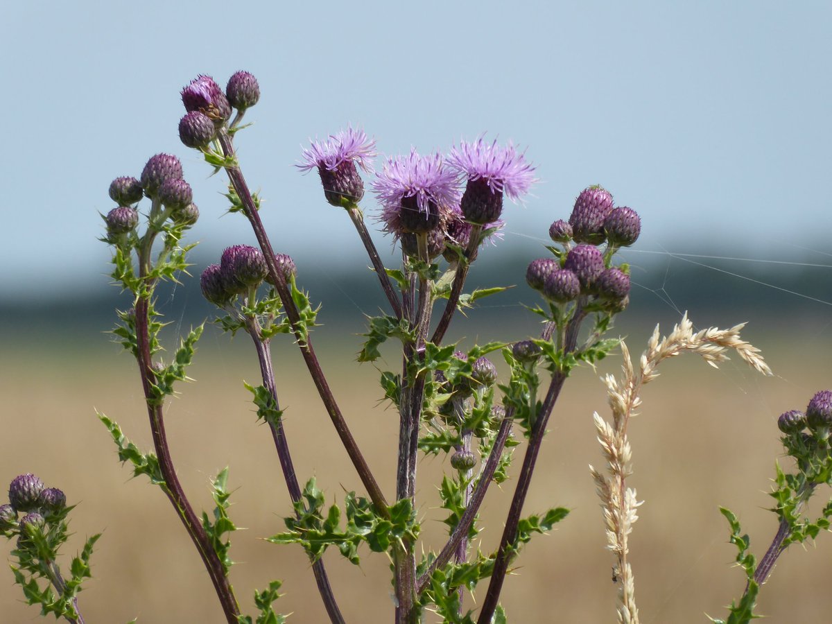 CobiPoel's tweet photo. #ElkeDagEenBloem 25 maart 2026 #distel @wbos54 https://t.co/sChmdOPi54