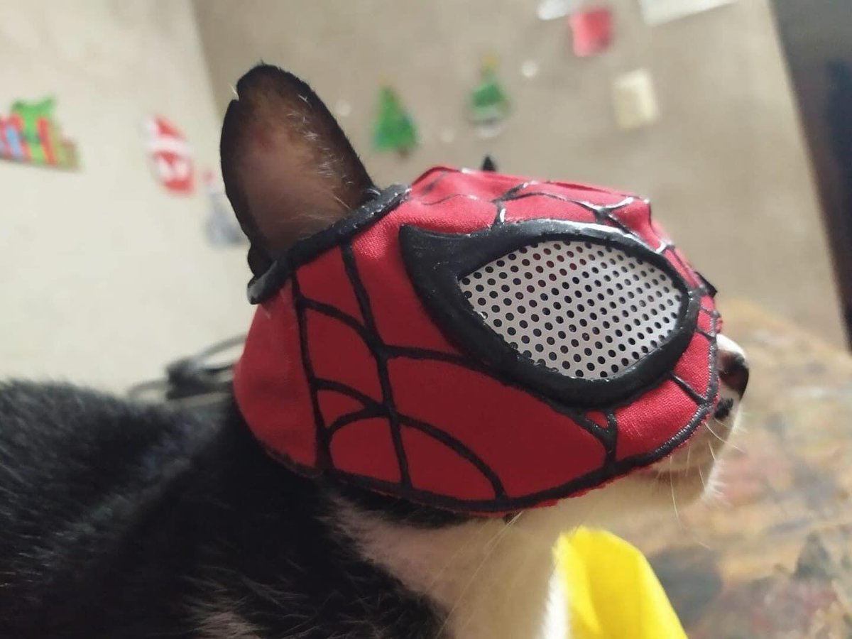 Punch Cat (@punchingcat) on Twitter photo 