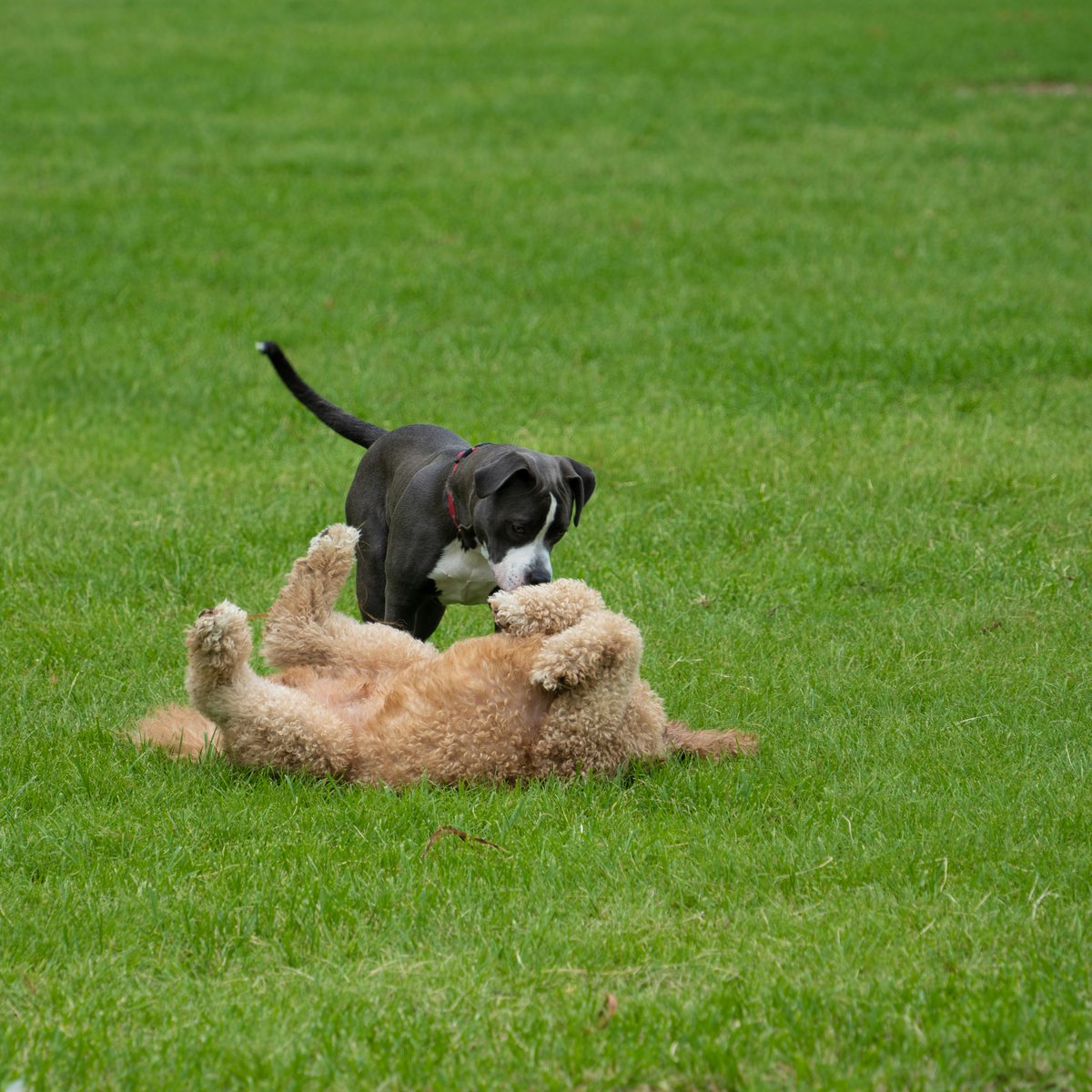 JayDevDixit354's tweet image. Okay, who's got more energy: the puppy or the kids? It's a tie, and my brain can't even process this level of adorable chaos! Send coffee (for me) and treats (for them). 🥰🤣

#PuppyPlaytime #KidVibes #CuteOverload #ChaosCrew #WeekendFun