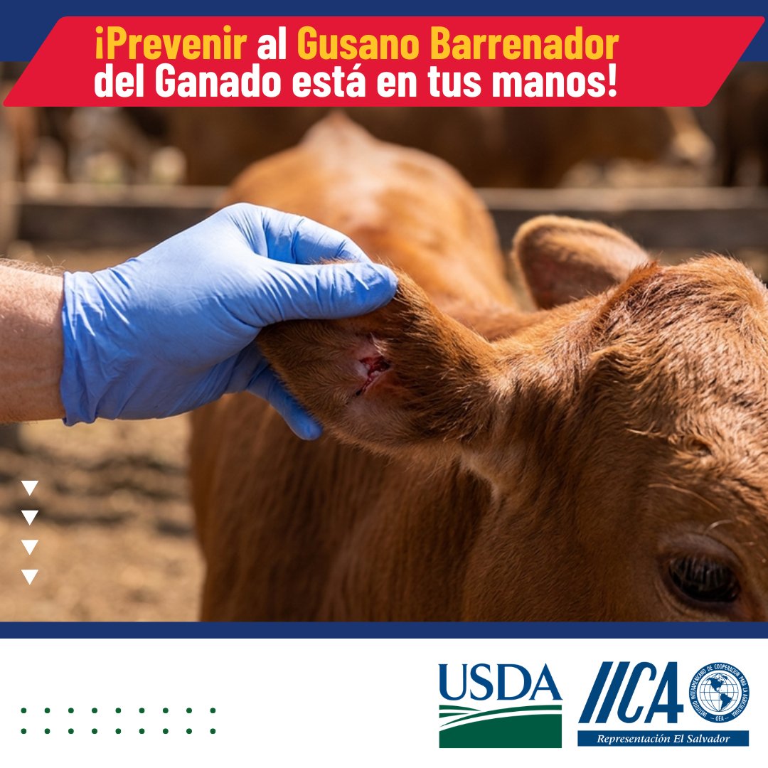 IICA - El Salvador tweet media