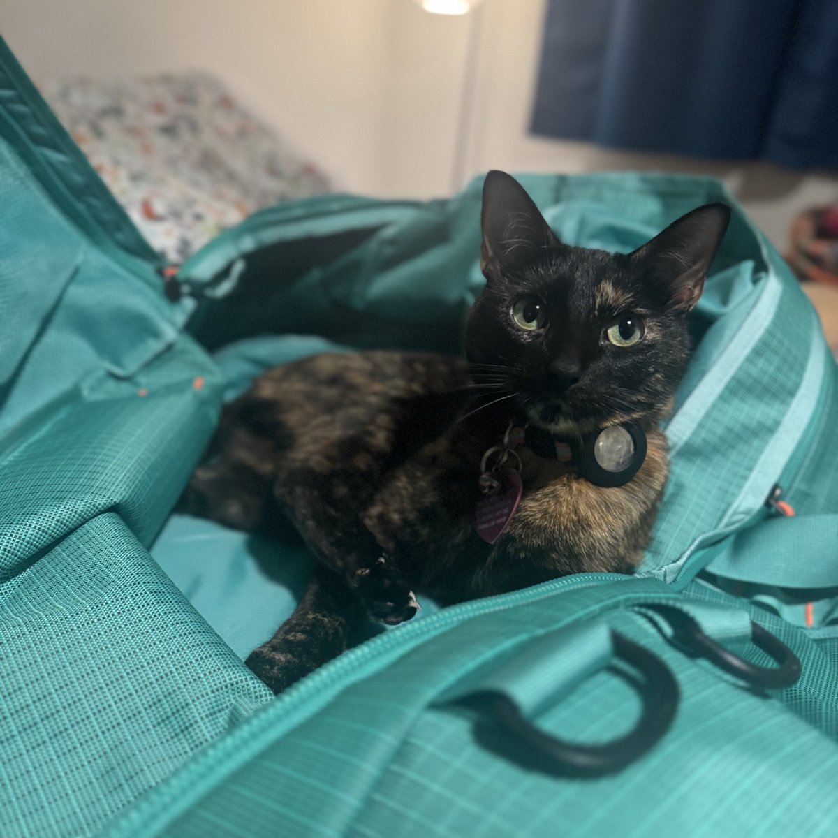 chorizorisotto's tweet photo. Today is my (Risotto’s Mom) birthday and I’d like to humbly ask our friends to join me in donating to Friends of Bear Cat Rescue 💝 https://t.co/6vu8eCsTlq https://t.co/WZQvAr7YjQ