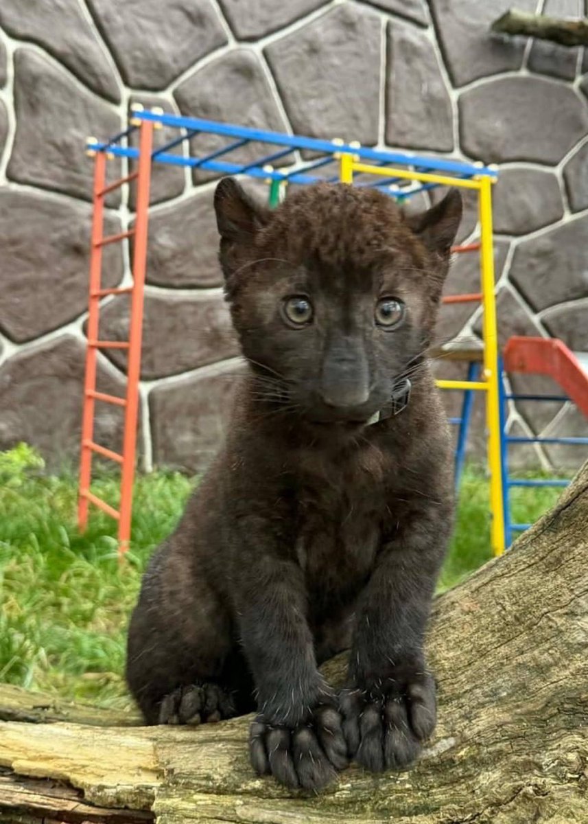 распад и неуважение tweet media