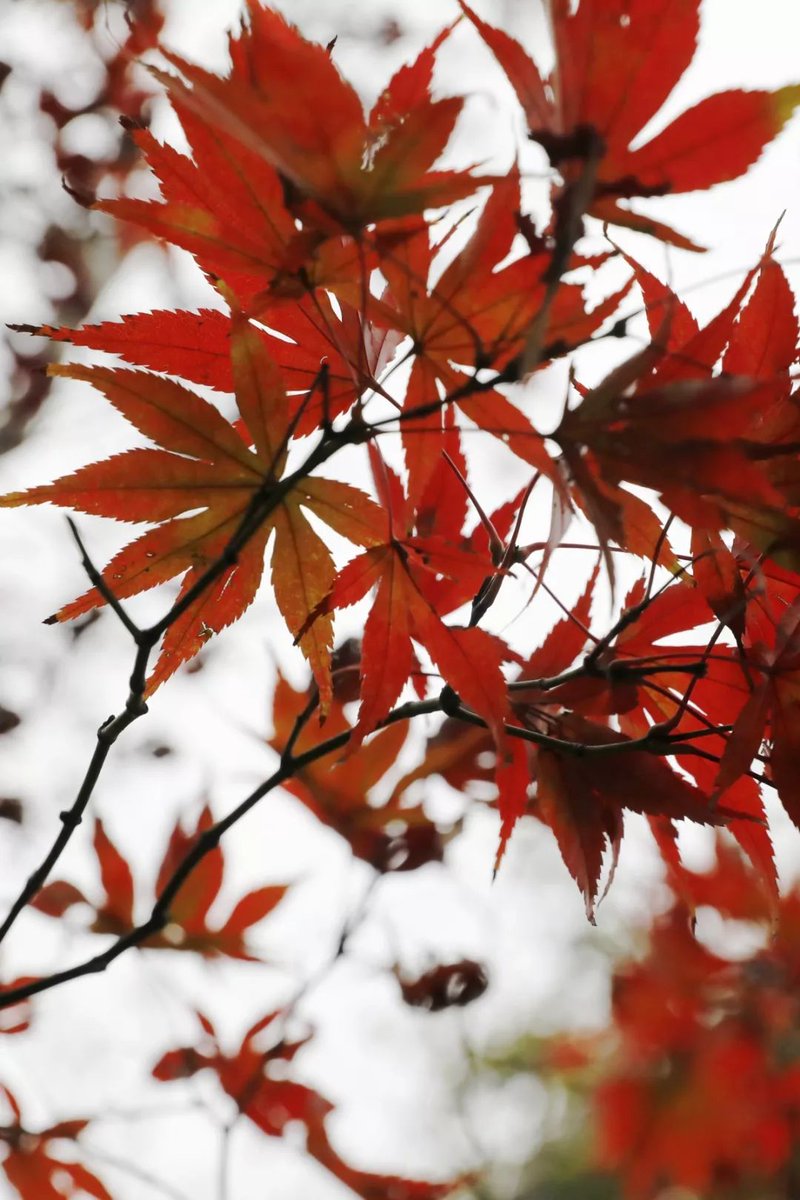 heather black tweet media