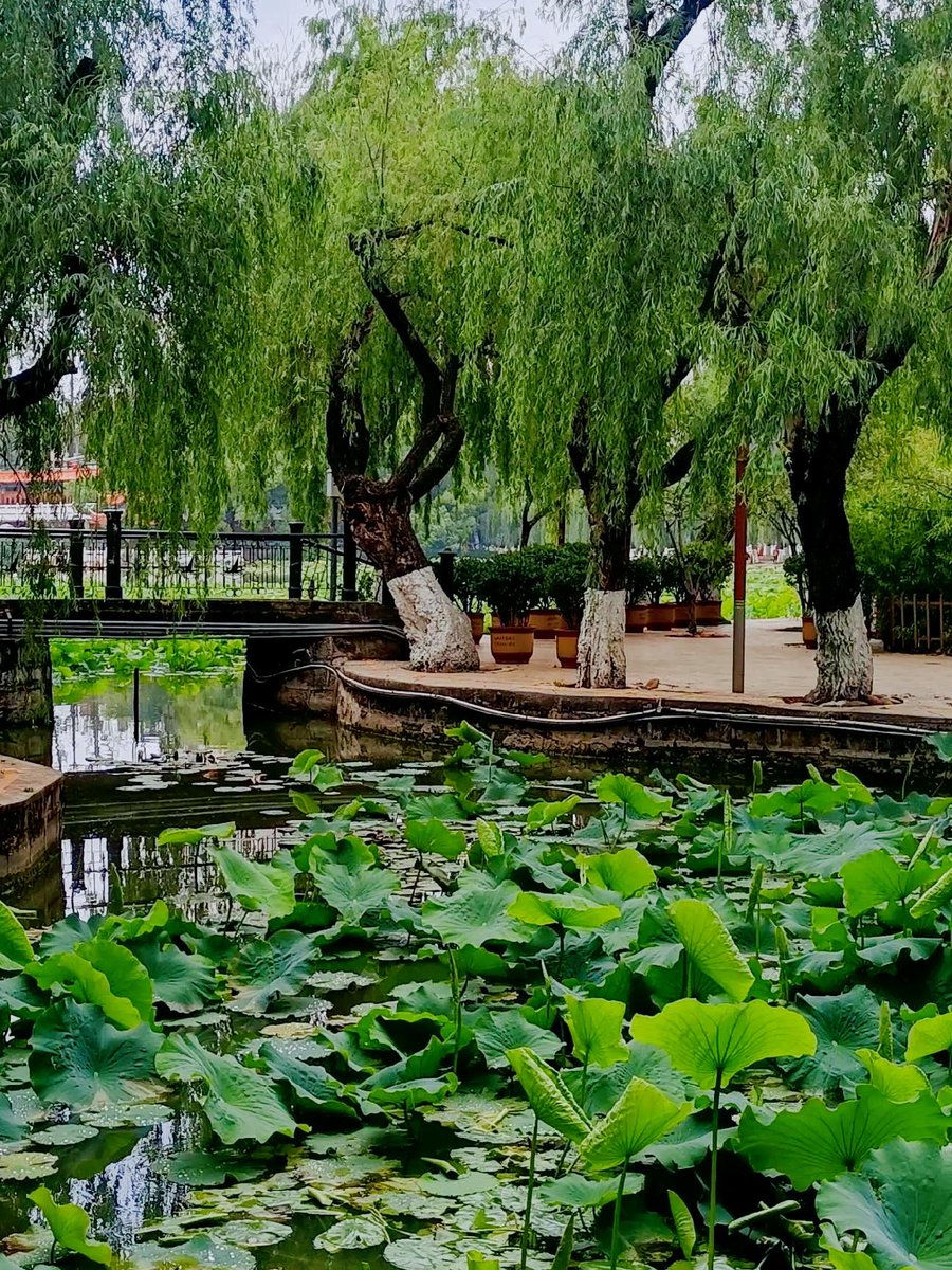 Principle Skinner. tweet media