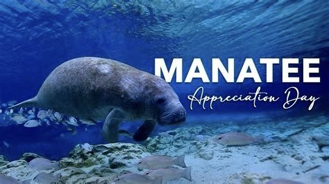 catgirl321's tweet image. I got my ROAR on PROUD ‘n LOUD to celebrate Catching Up On #SpecialDays most especially #ManateeAppreciationDay🩵

SO happy to be part of @TonyTiger2000's awesome "FAMALEE"❤️🐯😽

🤍#WeAreFamalee #TonyAlways #FreeTonyTiger #KingTony