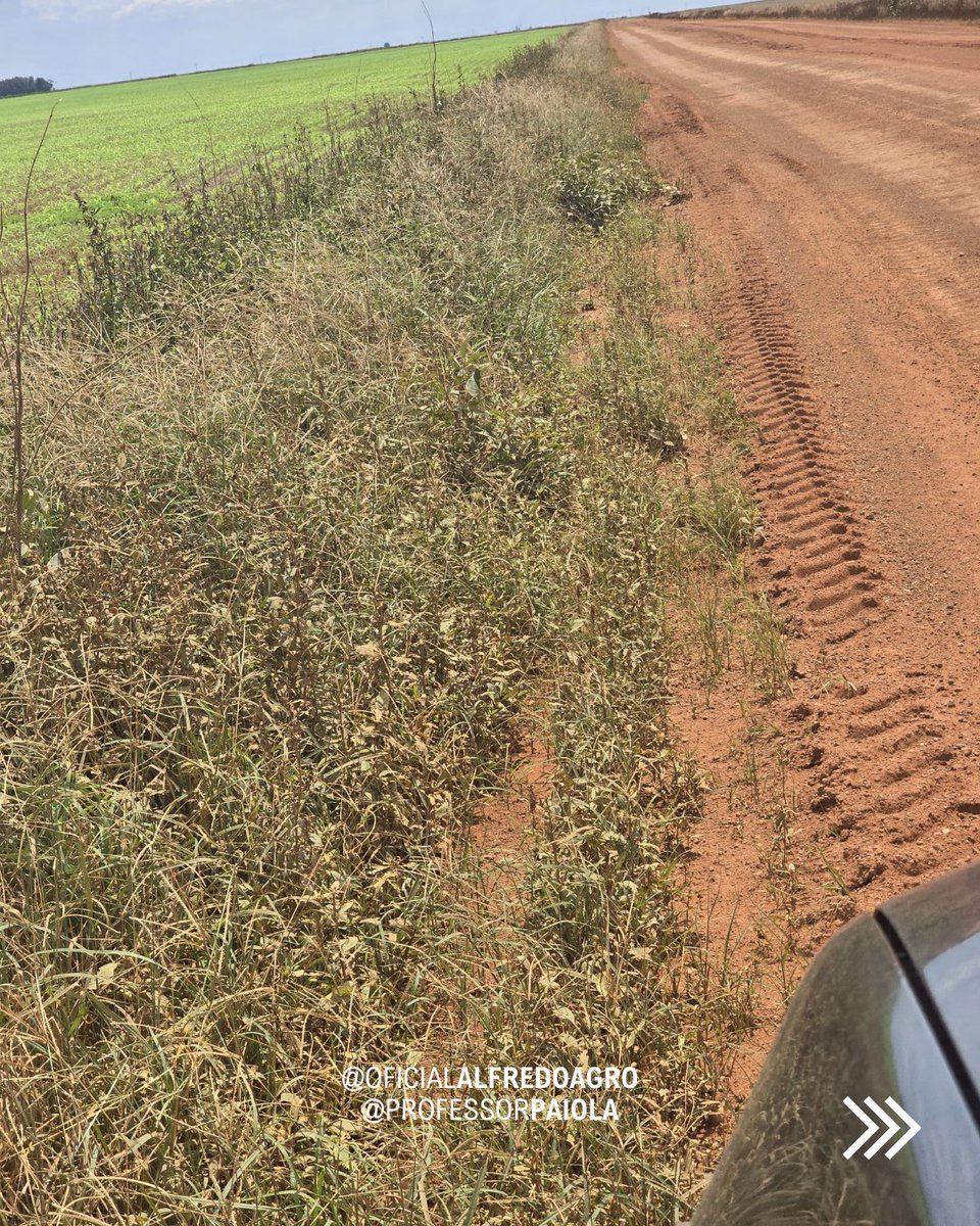 oficalfredoagro's tweet photo. Muito capim-pé-de-galinha e vassourinha de botão nas beiras de estrada no MT, após a colheita da soja e início do ciclo do milho segunda safra.
Temos que tentar manejar bem estas beiradas para não serem porta de entrada para toda a lavoura.

#PlantasDaninhas https://t.co/ryWpAvmtmE