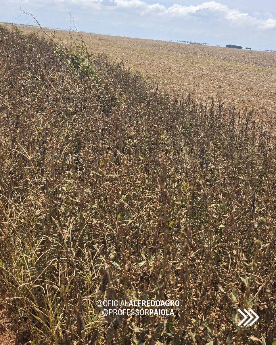 oficalfredoagro's tweet photo. Muito capim-pé-de-galinha e vassourinha de botão nas beiras de estrada no MT, após a colheita da soja e início do ciclo do milho segunda safra.
Temos que tentar manejar bem estas beiradas para não serem porta de entrada para toda a lavoura.

#PlantasDaninhas https://t.co/ryWpAvmtmE