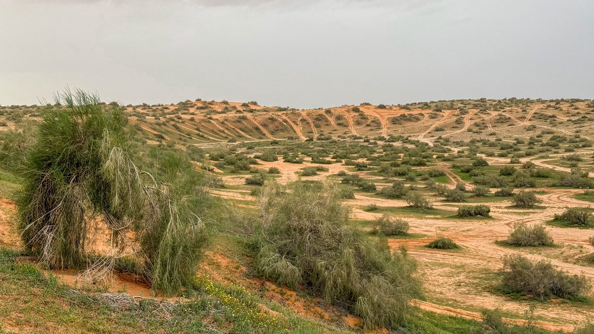 عماد الوهيبي tweet media