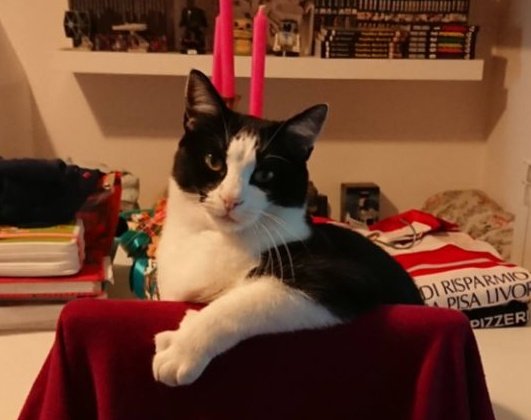 TrattoMale 🇵🇸🗣 tweet media