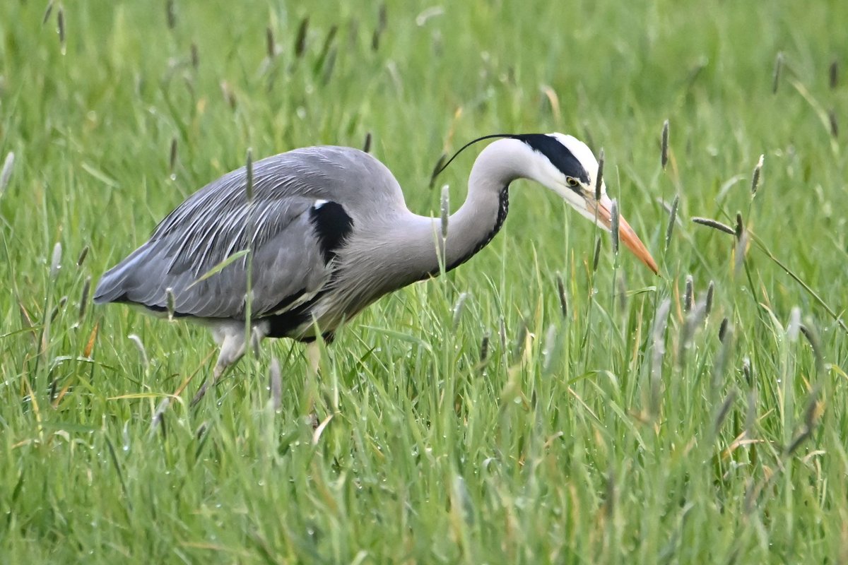 Jonlet raymond tweet media