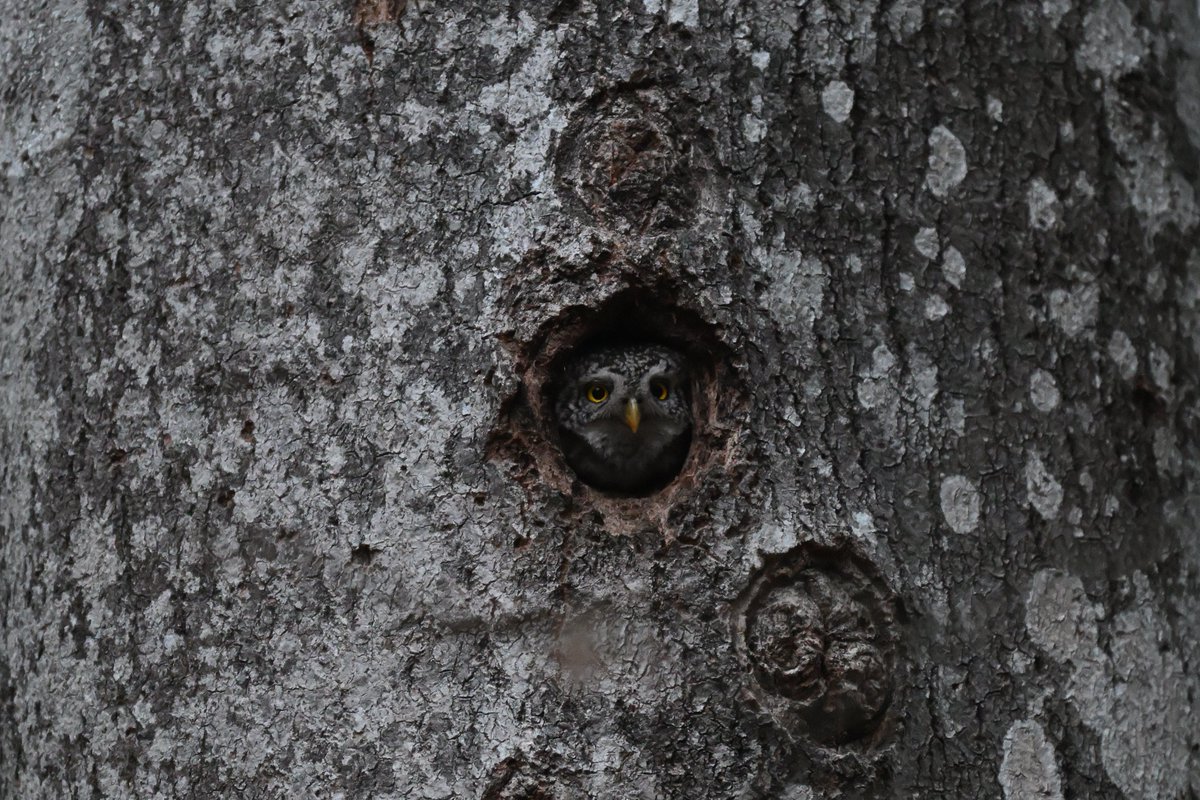 Oliwier Myka tweet media