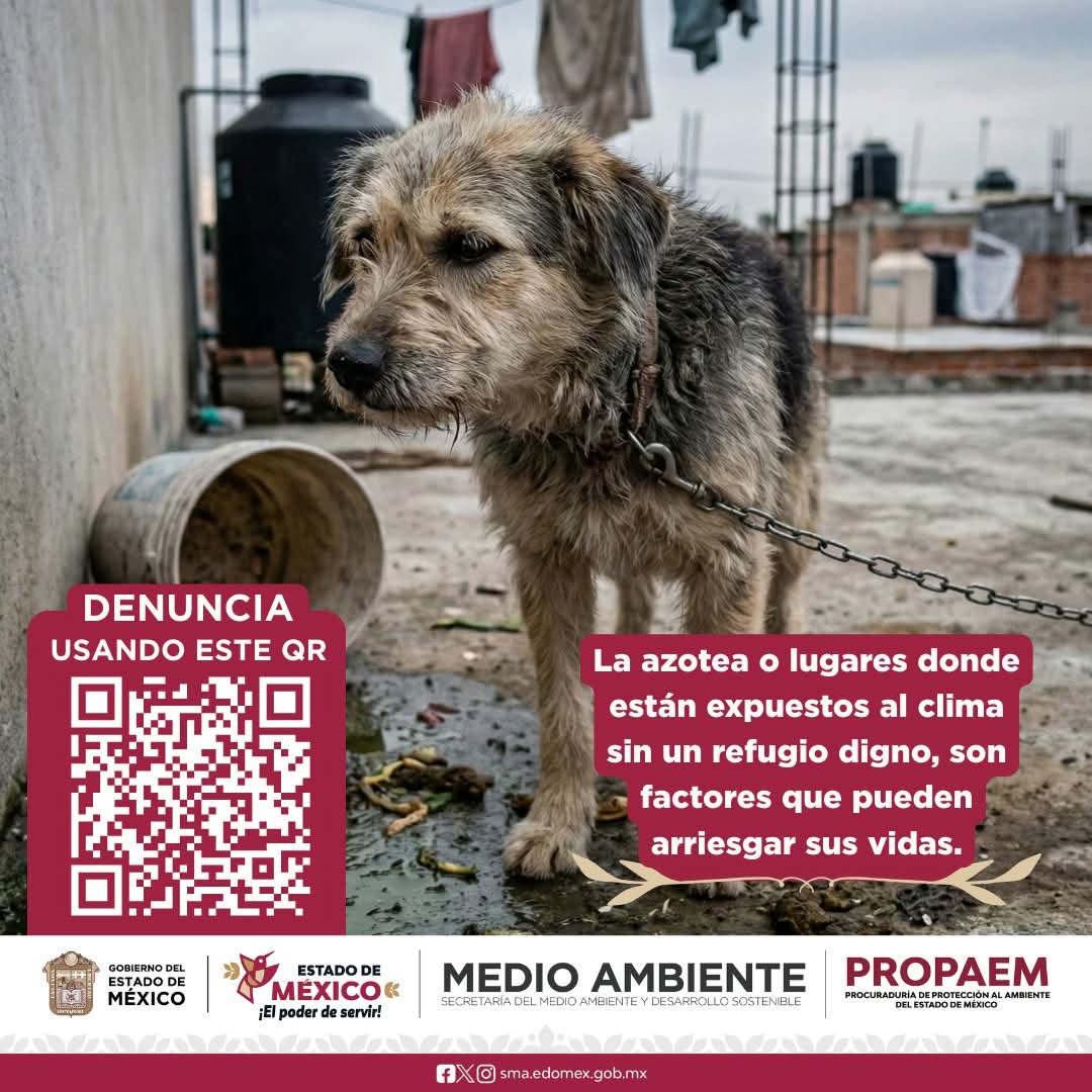 compartimos
 Dejarlos al sol, la lluvia, amarrados y apenas con comida. ¿Realmente consideras que esto es cuidar de tu ser sintiente? 
Todos merecemos un cuidado respetable y digno; ellos nos aman sin condiciones, ¿por qué los trataríamos así? 

#MascotasFelices
#LPAEM
#PROPAEM