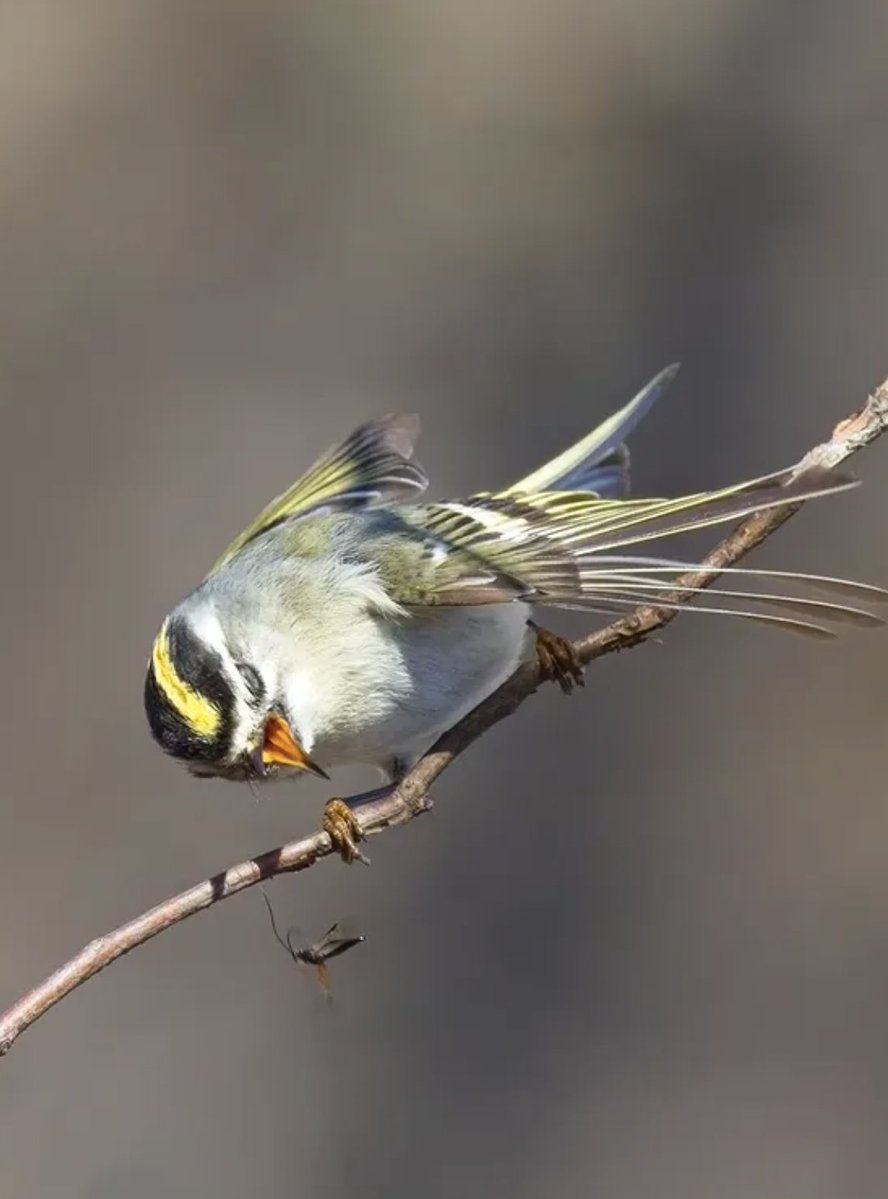 Prospect Park tweet media