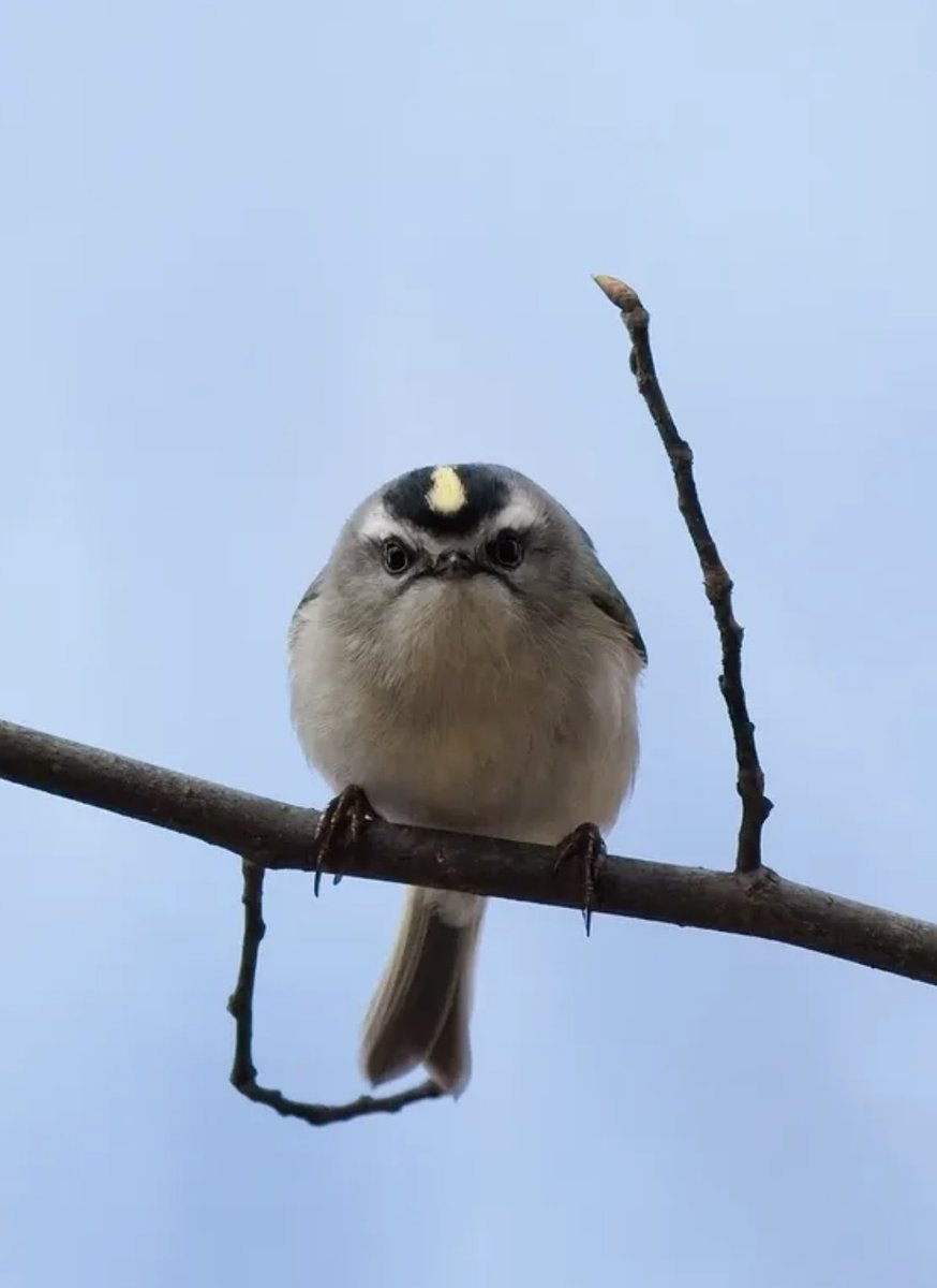 Prospect Park tweet media