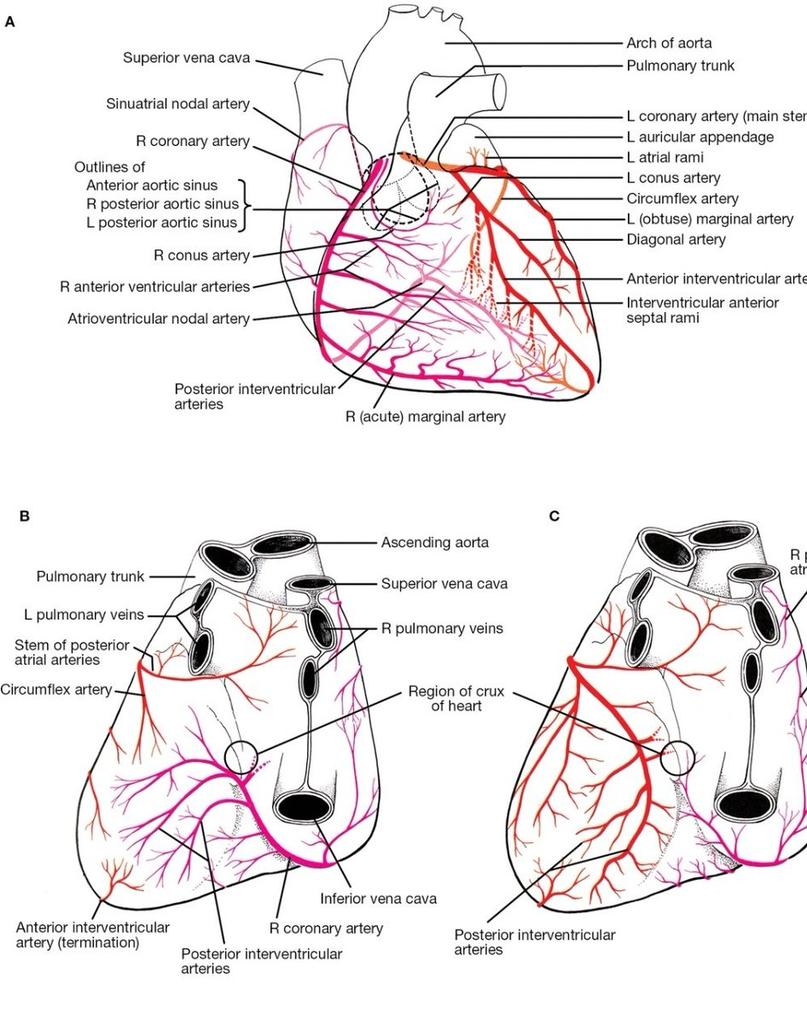 Coronary Blood Supply