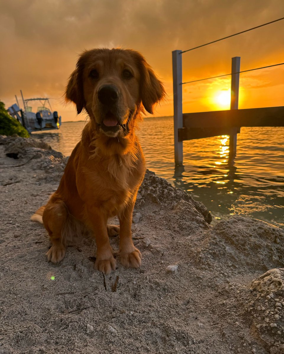 The Golden Ratio tweet media