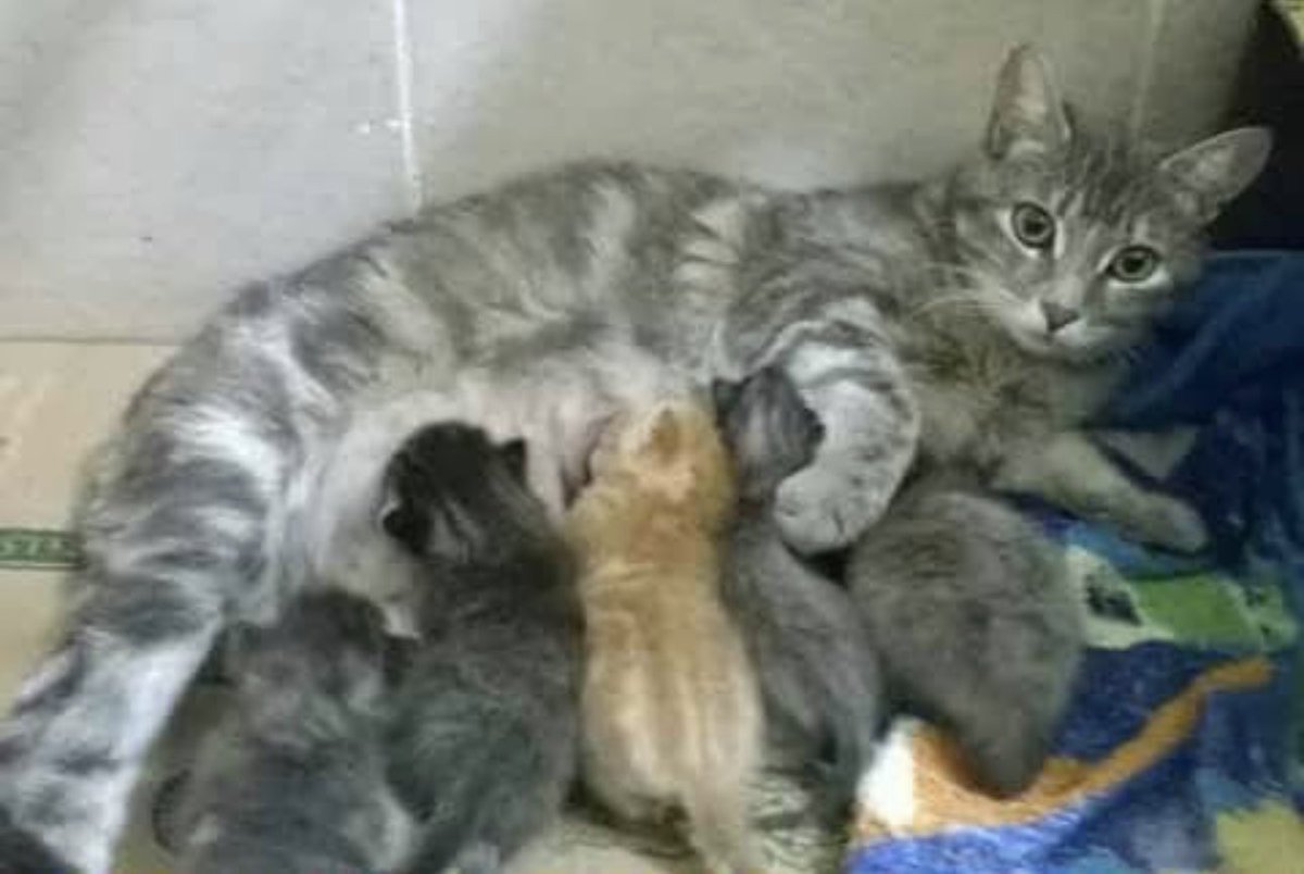 Tano Giuliani tweet media