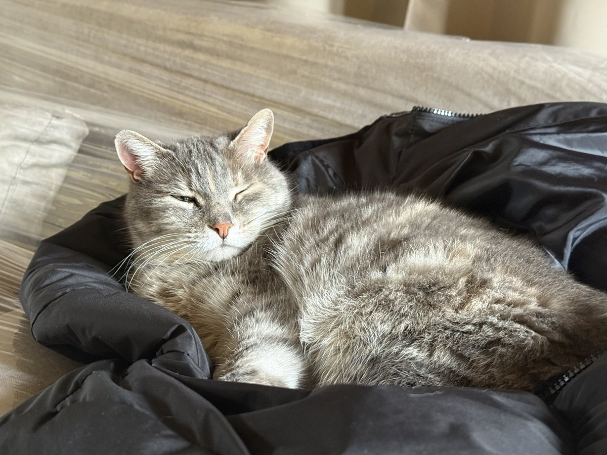 Tano Giuliani tweet media