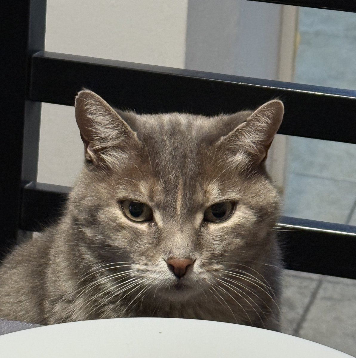 Tano Giuliani tweet media