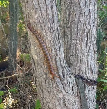 sun thing tweet media