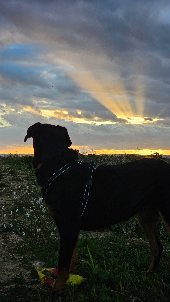 AlphaCast tweet media