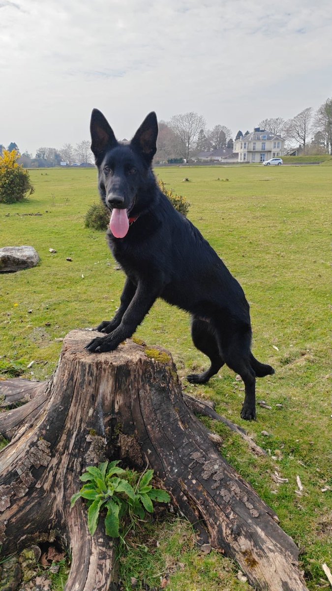 DC_Police Dogs ( Puppy Development Program) tweet media