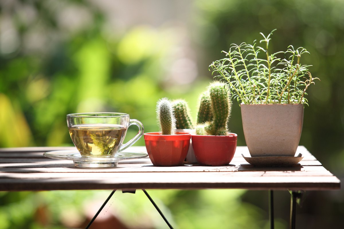 Scarlines Obsolete tweet media