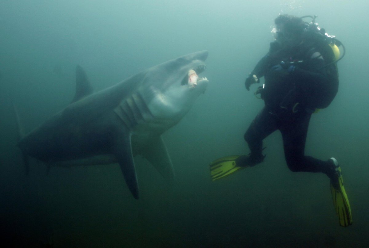 Mike Ault tweet media