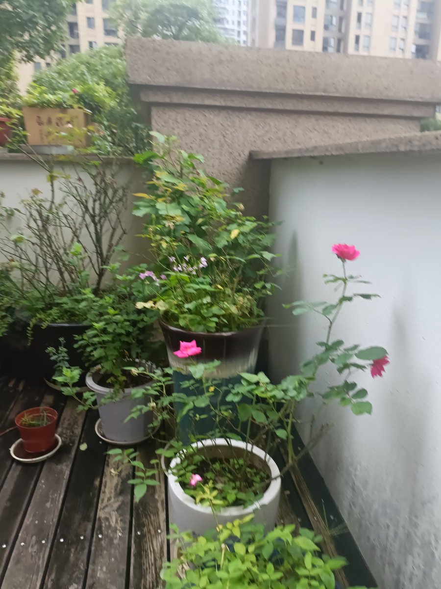 John White tweet media