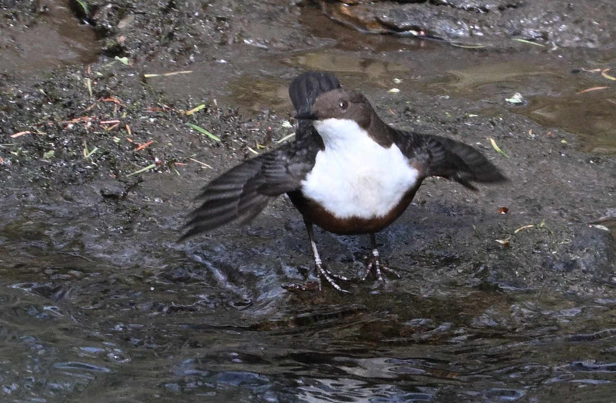 Tom Moodie tweet media