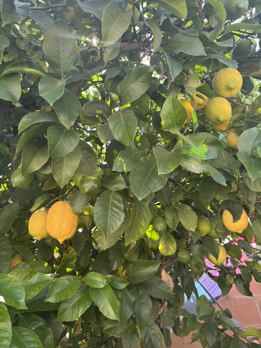 Vara 💎 tweet media