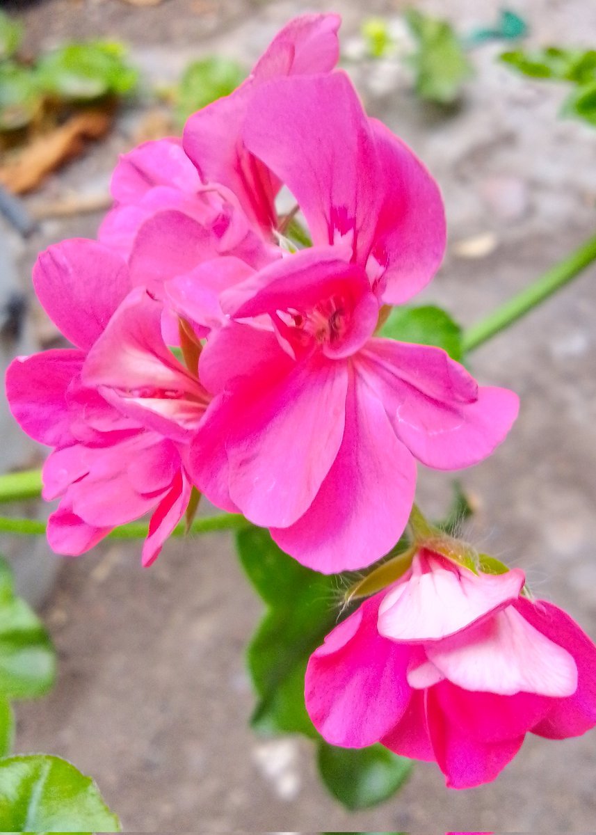 securaelinsomnio Cultura tweet media