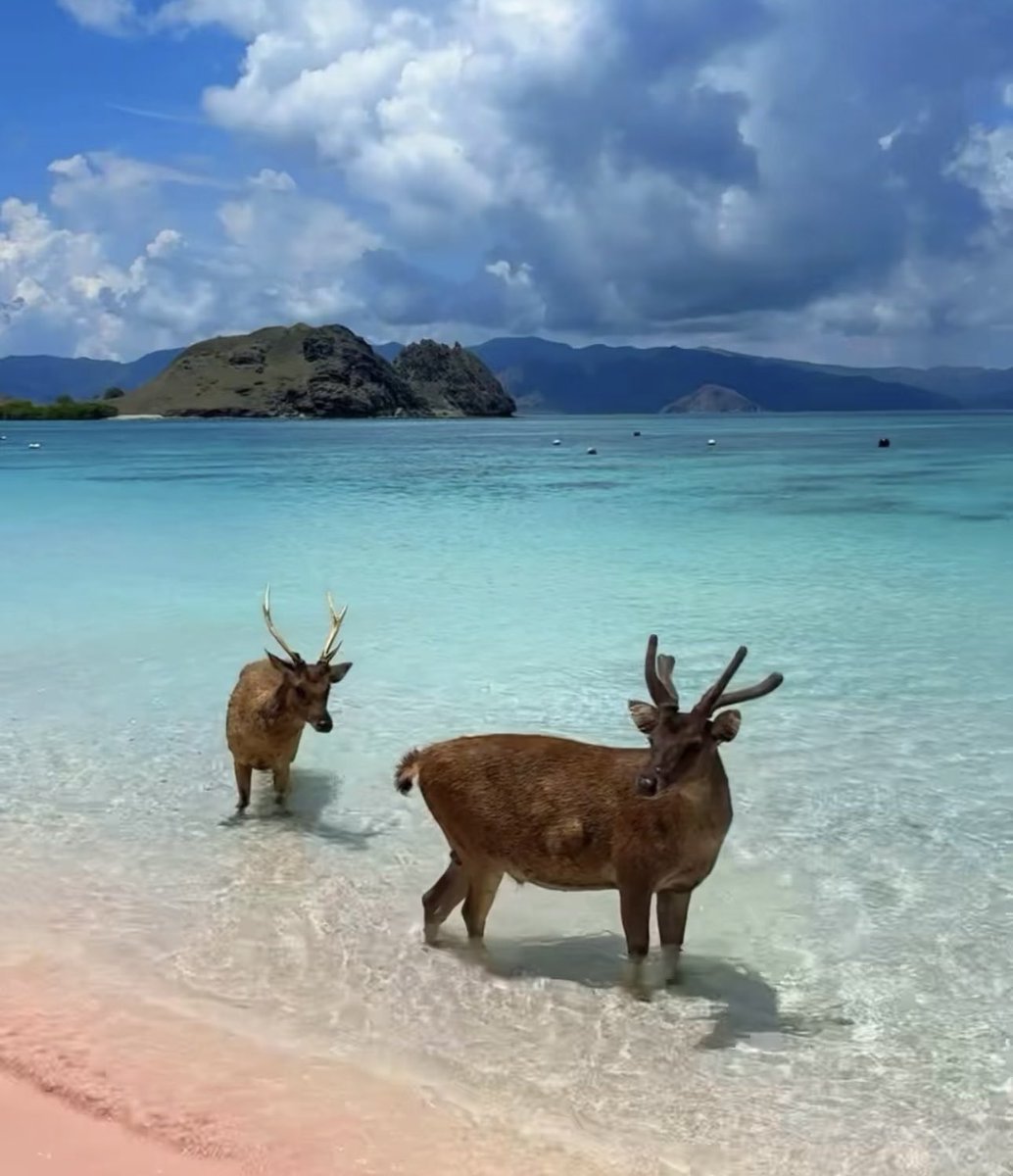 Noorie lova tweet media