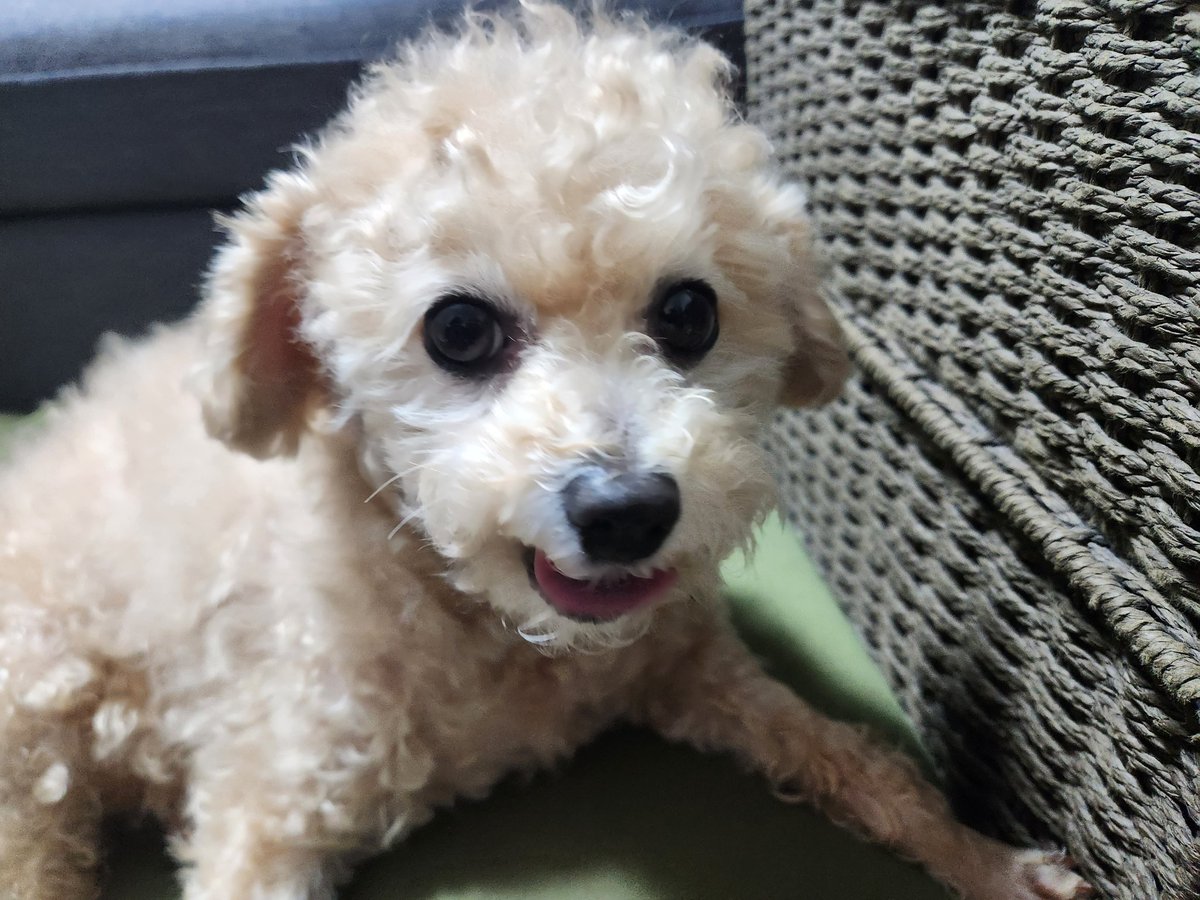 こおり健太official tweet media