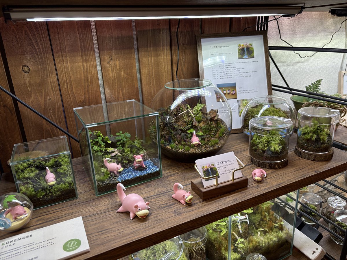 道草 michikusa tweet media