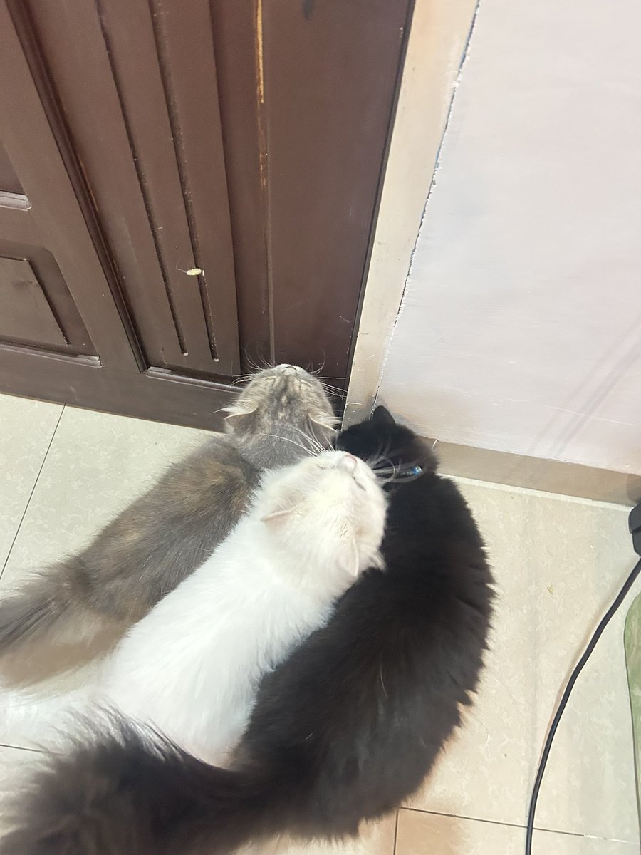 🎀 lottie tweet media