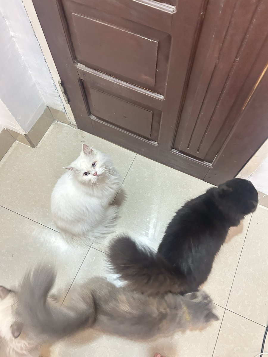 🎀 lottie tweet media