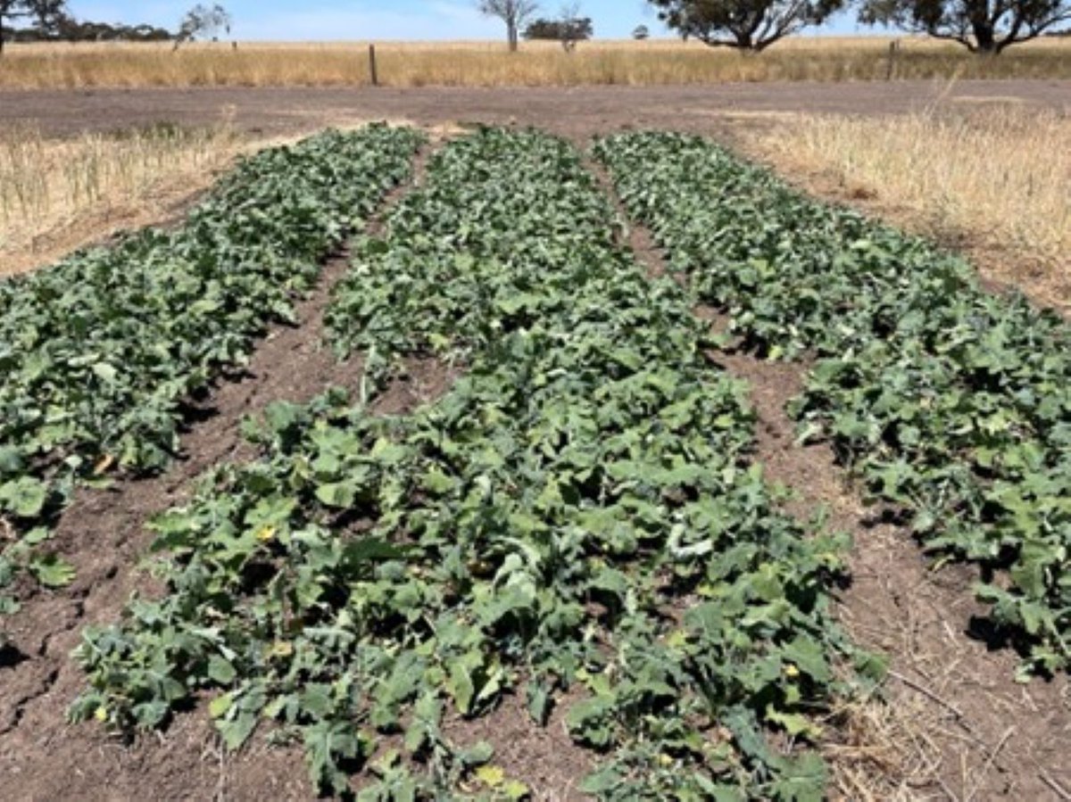 SouthernFS's tweet photo. Spring‑sown winter canola is emerging as a promising dual‑purpose option for SW Vic mixed farming systems.
Offering summer grazing + competitive grain yields, it’s well worth a look.
👉 Read more: https://t.co/OjJZF5Z7lg
#Canola #DualPurpose #SWVic #MixedFarming #SummerCrops https://t.co/L5ecjX2oED