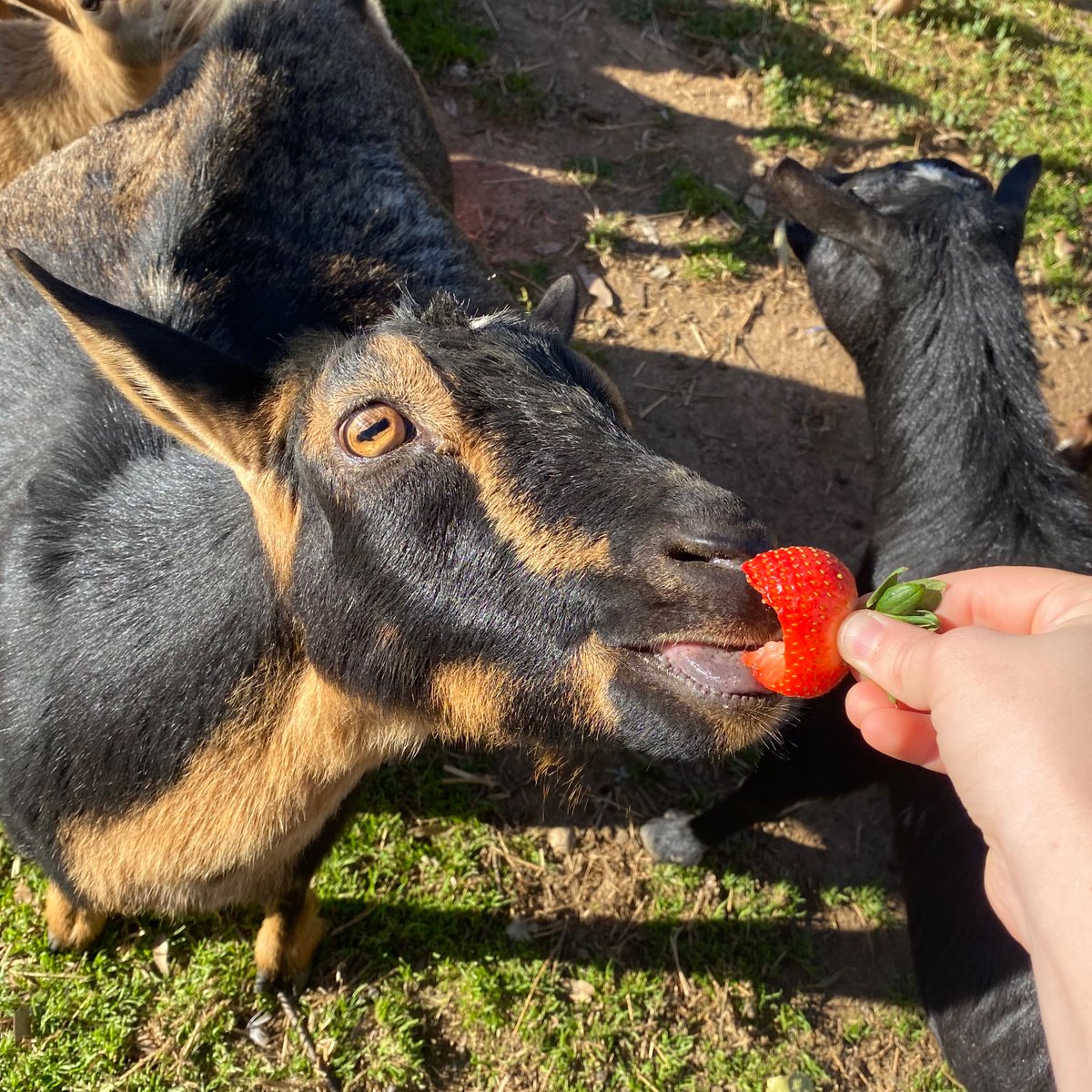 Monty 🦌🐕 tweet media