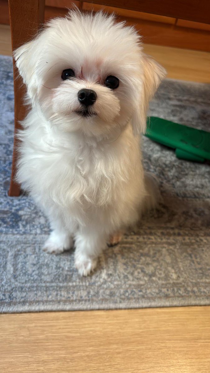 Saf 🪽 tweet media