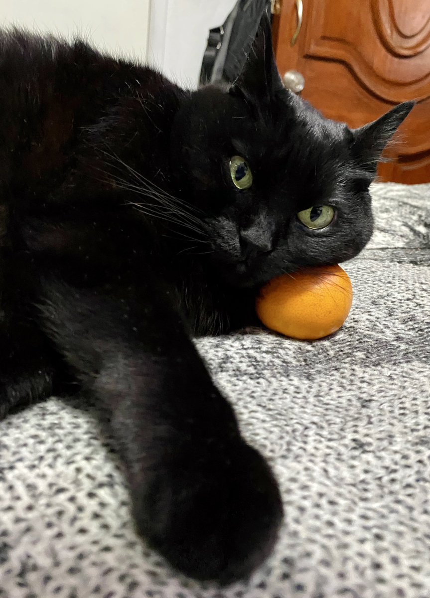 SandymoonDCS's tweet image. ¡Oh mira una mandarina! Me dormiré en ella 🤦‍♀️🤷‍♀️🍊 #wicca #sandymoon