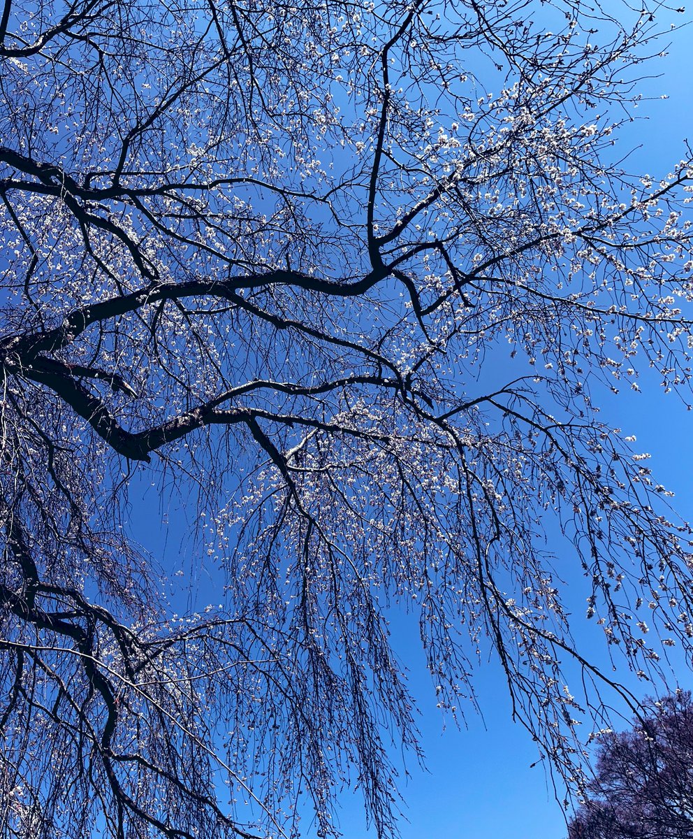 Yurine_music's tweet photo. ご卒業おめでとうございます㊗️
昨日今日と寒さと雨☔ですが、春日部の桜は入学式に合わせて咲いてくれそうでしょうか🤔春休みは短いので思いっきり楽しんで過ごしてくださいね🎵
4歳〜ピアノと歌のコンビレッスンも受付中です💁‍♀️是非こちらから↓お問い合わせください💫 https://t.co/tKrezvDXnv https://t.co/kvx2jIAaiv